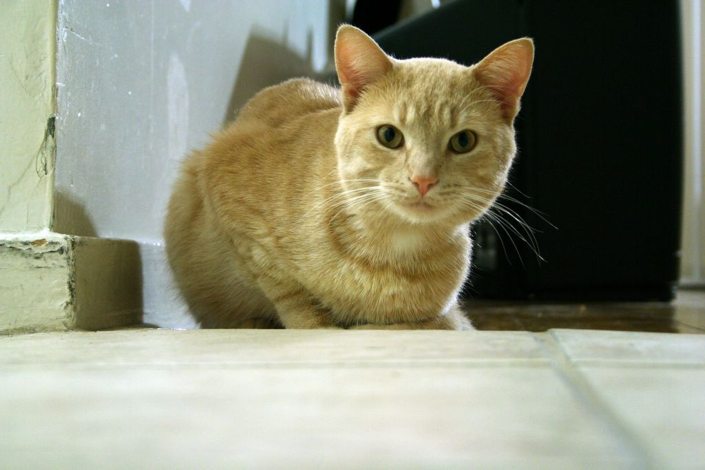 Кот Кот