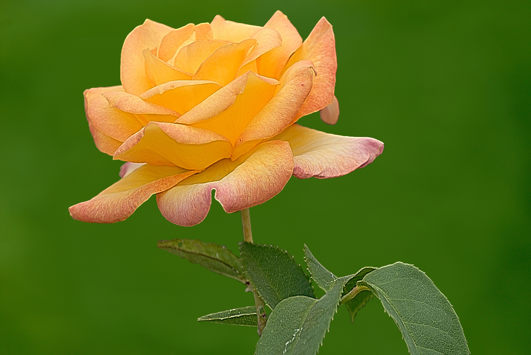 Роза природа