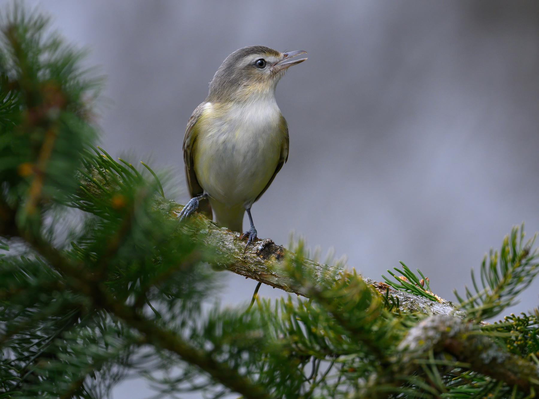 Warbling vireo 