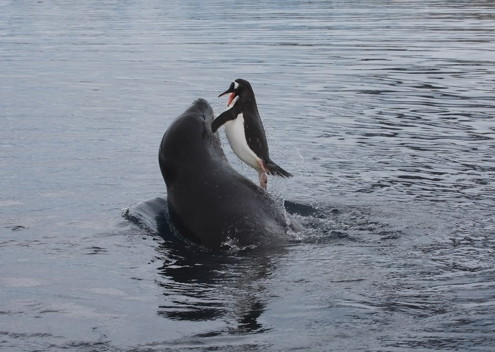 Leopard seals hunting 2 Leopard Neko bay 2