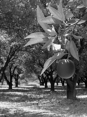 How the oranges grow? 