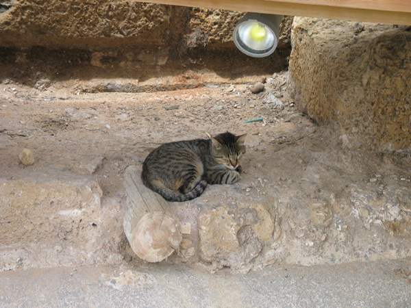 Солярий кошка