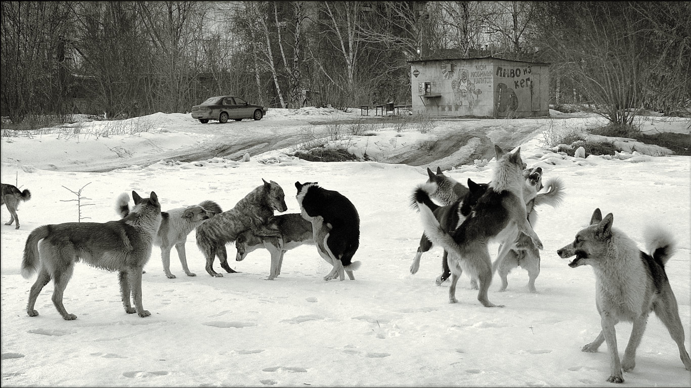 Slush Dogs (Снежные Псы) 