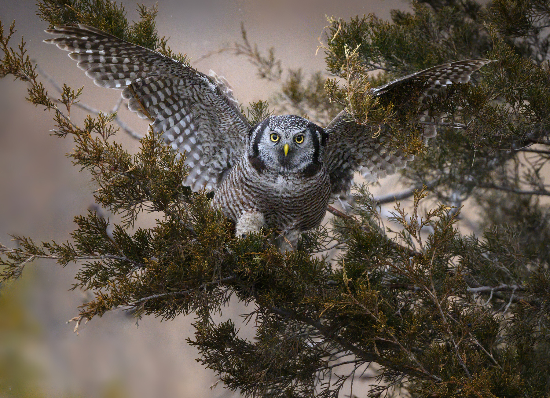 Northern hawk-owl 