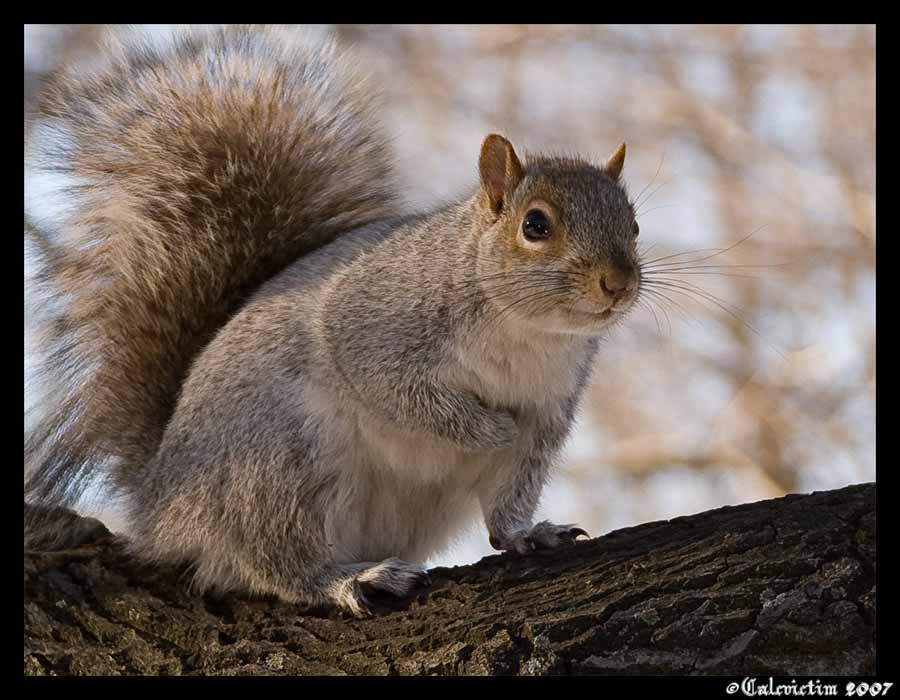 Squirrel at the park squirrel winter snow tree green cold