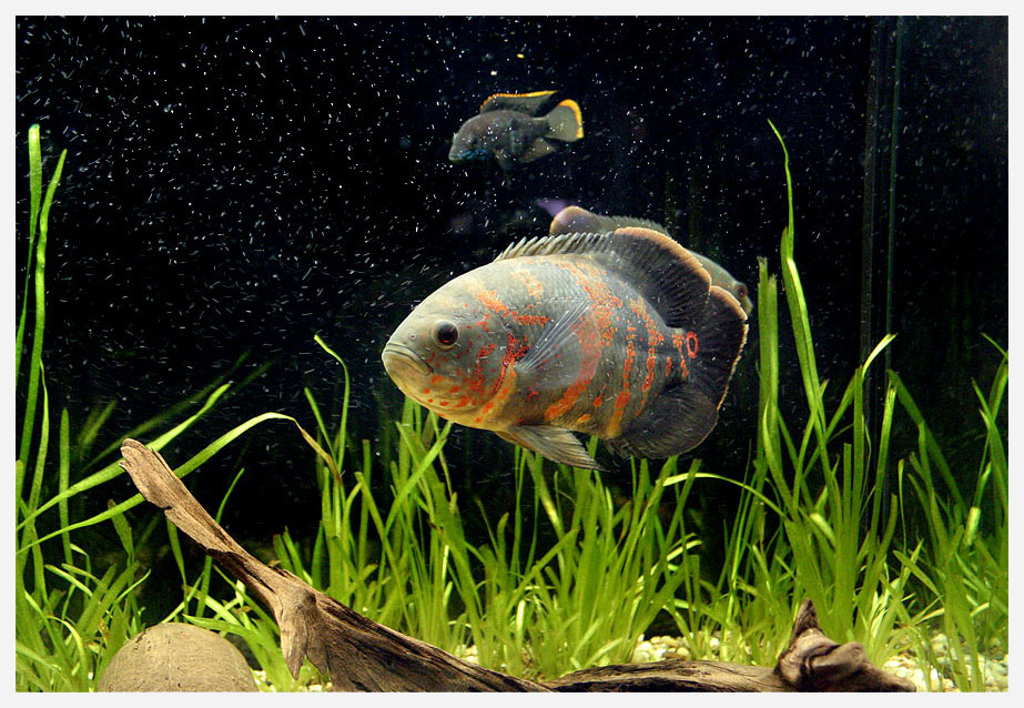 Astronotus ocellatus Аквариум астронотус