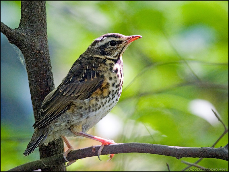 Две недели из жизни белобровиков. 9 - До свидания! Белобровик Turdus iliacus