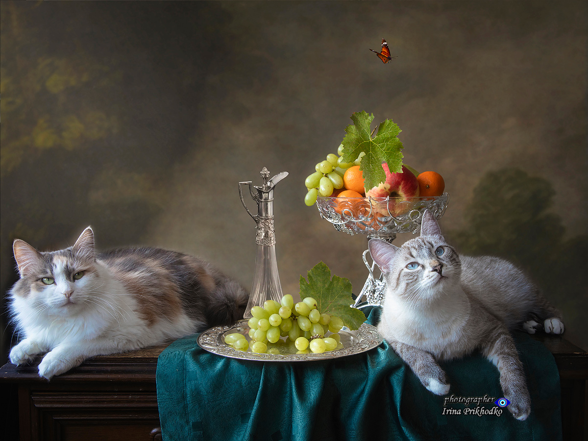 ***Котики на привале 
