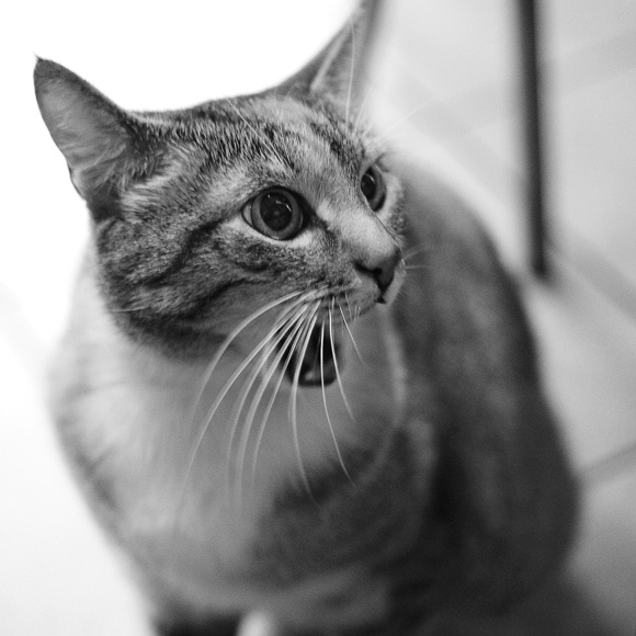 котомарш несогласных кошкомакрозакат ПронинКлаб
