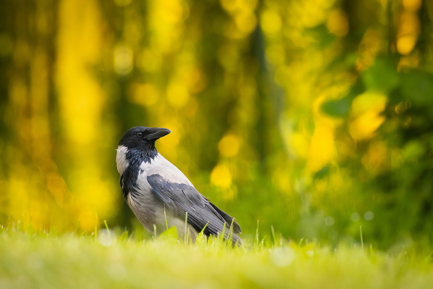 Gray crow 
