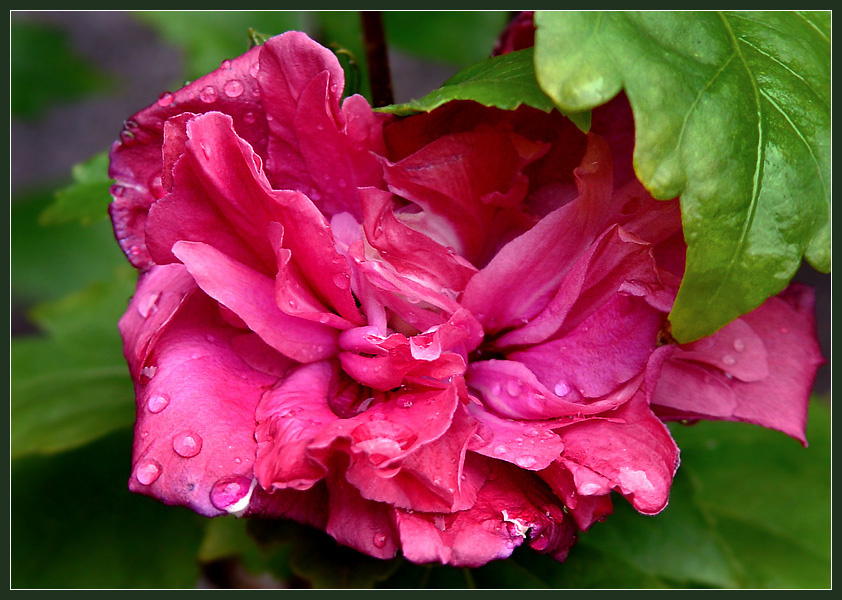 Господа гусары, молчать! гибискус Hibiscus