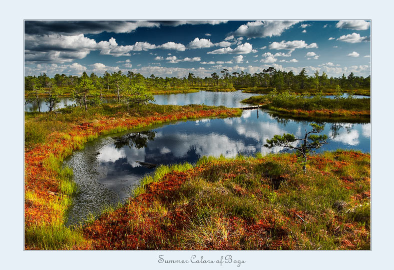 Summer Colors of Bogs 