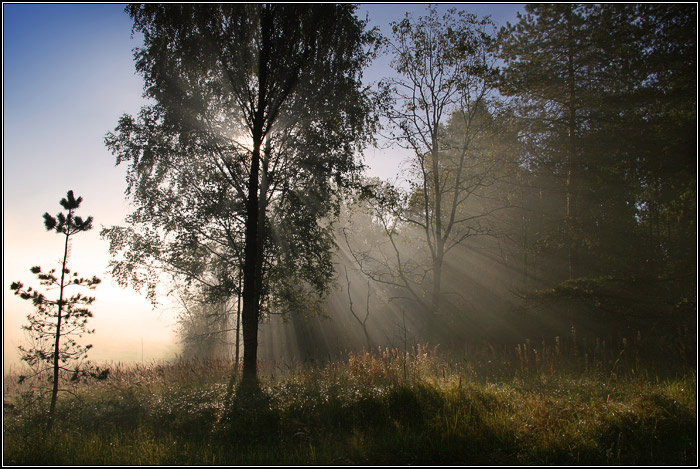 Лучи, что разбудят лес пейзаж, дерево, лес, утро, туман, лучи, dyadyavasya
