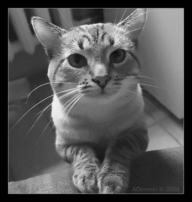 *** кот шрэк