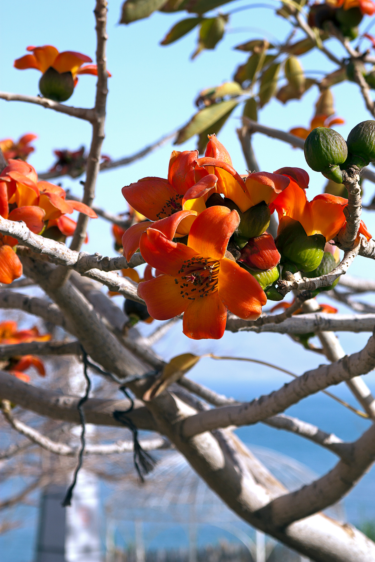 The flowers of the dead sea. 