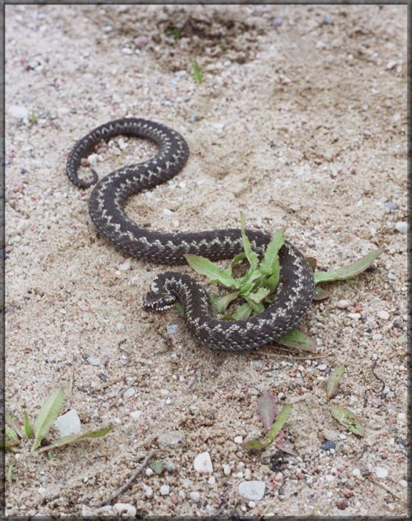 Vipera berus 