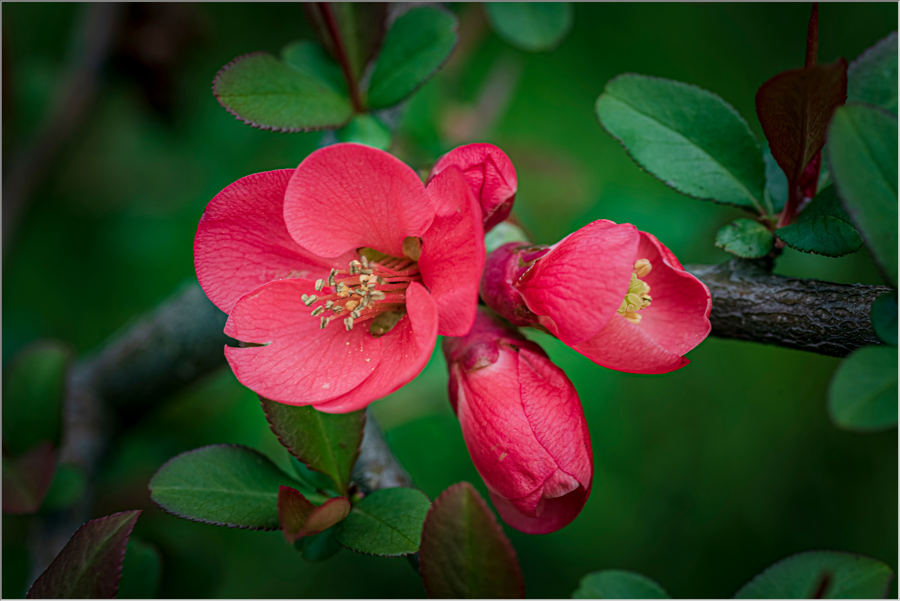 Весенняя японка природа