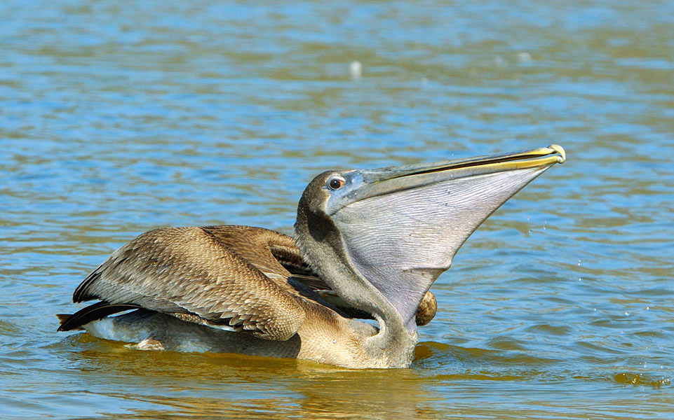 Рыбалка (финал) Бурый пеликан, Pelecanus occidentalis, Лагуна Малибу, Brown Pelican, Malibu Lagoon, California