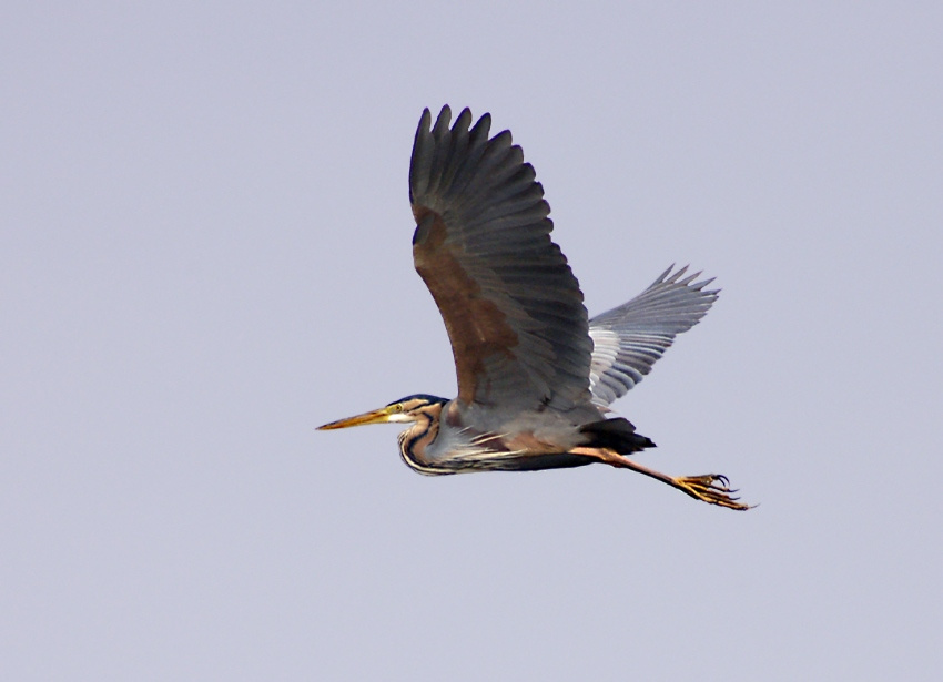 Рыжая цапля - Ardea purpurea Рыжая цапля  Ardea purpurea полет