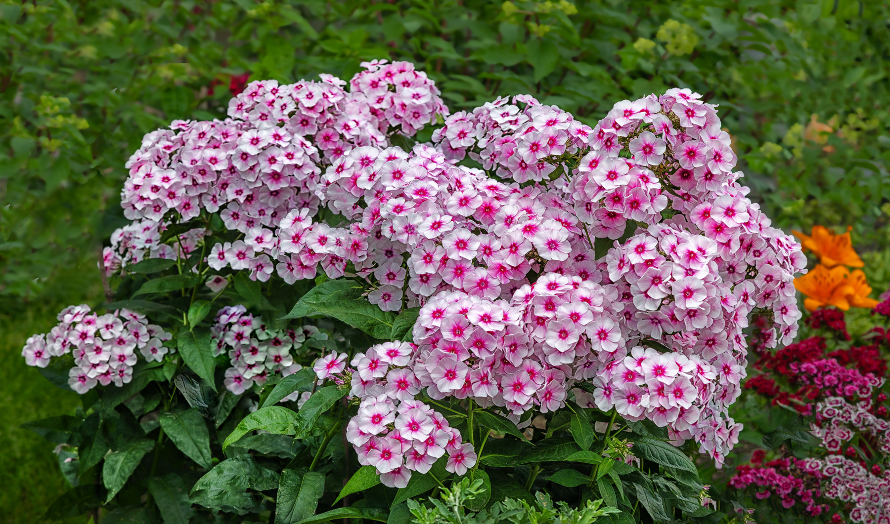 Флоксы 2 