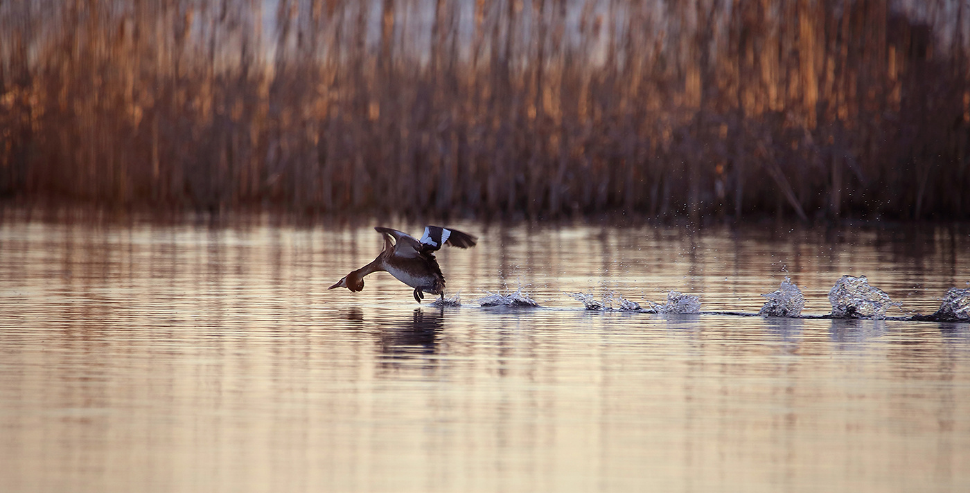 поганкин спринт чомга большая поганка grebe спринт