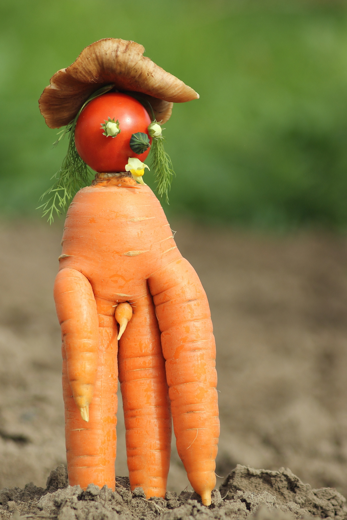 Мистер Моркоу Морковь, урожай, огород, овощи, сад, дача, юмор, природа, лето, земля