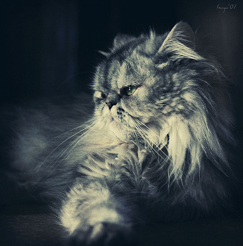 cat независимость кошка