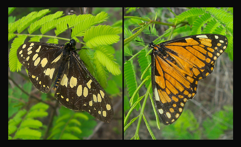 Живое ископаемое Baronia Papilionidae  West Mexico