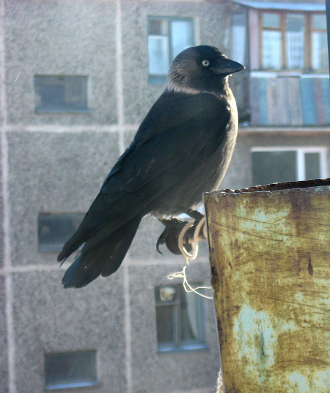 у кормушки галка