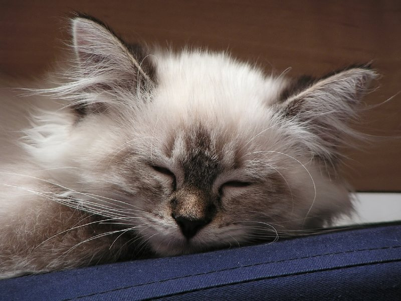 утомилась, все отдыхают! Котенок, Фрося