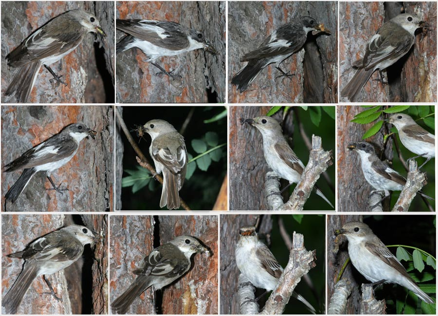 гнездовые будни Мухоловка пеструшка,Ficedula hypoleuca.Фото-охота