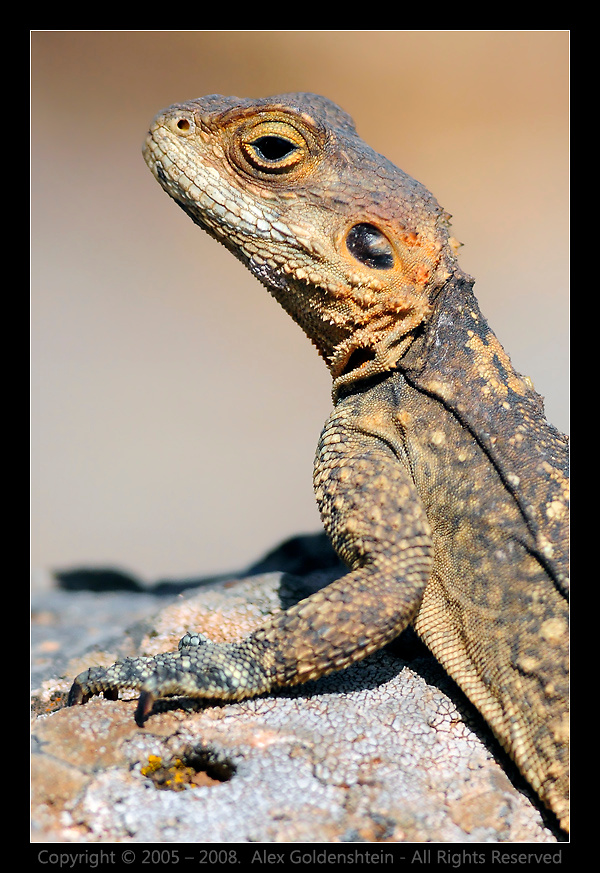 Агама-гардун - Laudakia (Agama) stellio Laudakia (Agama) stellio Агама-гардун заповедник Гамла Израиль