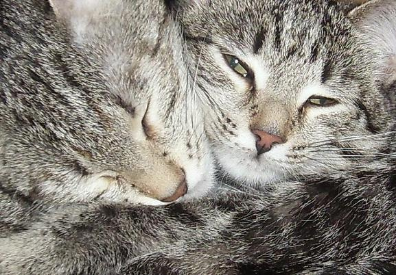 рядом с мамой кошка серый животные