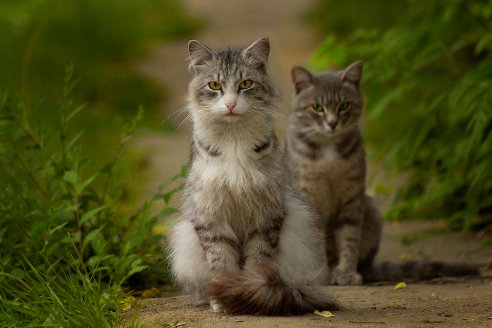 Родственные души. Кошка мать с котенком
