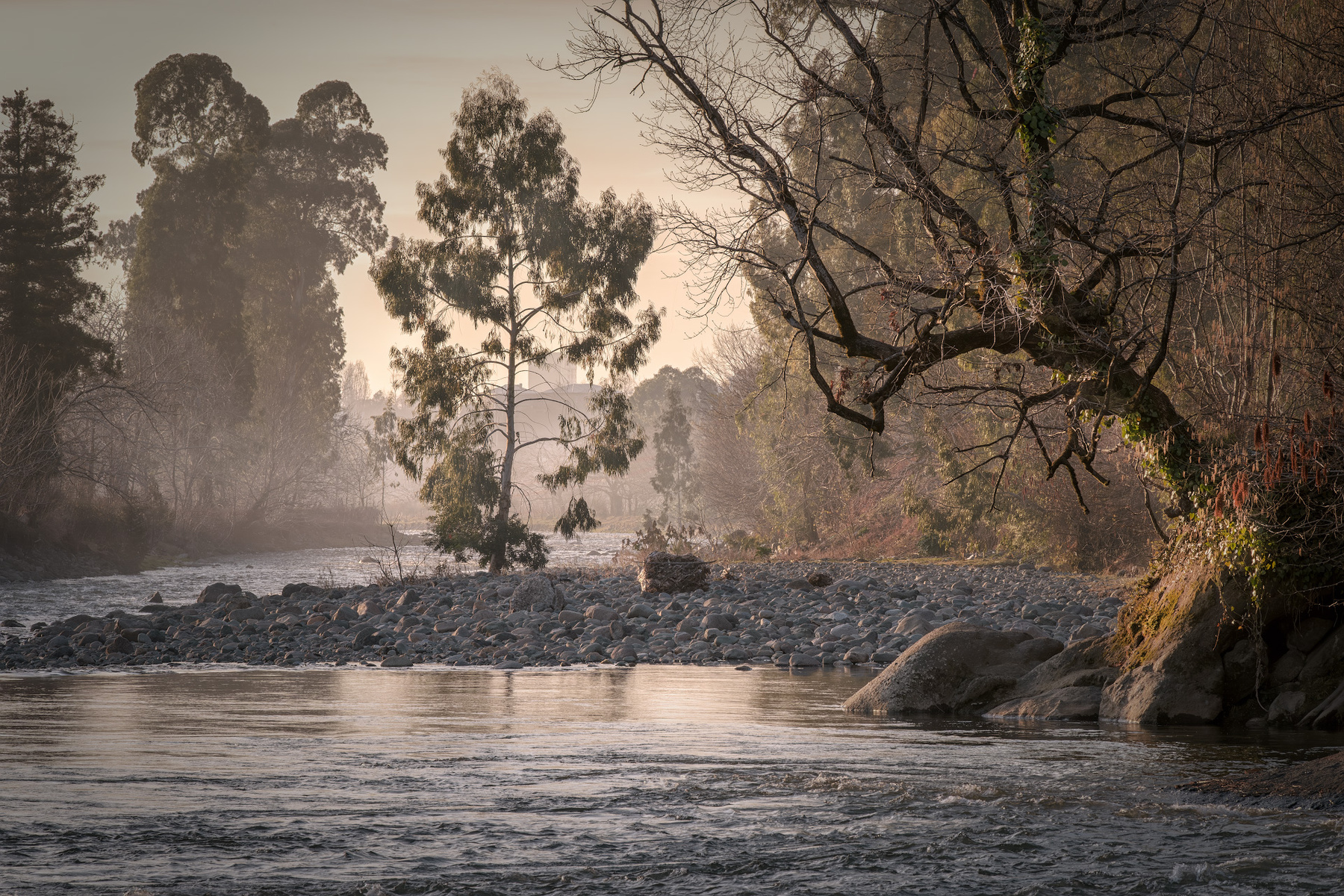 Trees In Chakvistskali River river chakvistskali water trees sun sunset february winter landscape scenery travel outdoors georgia adjara sakartvelo chizh