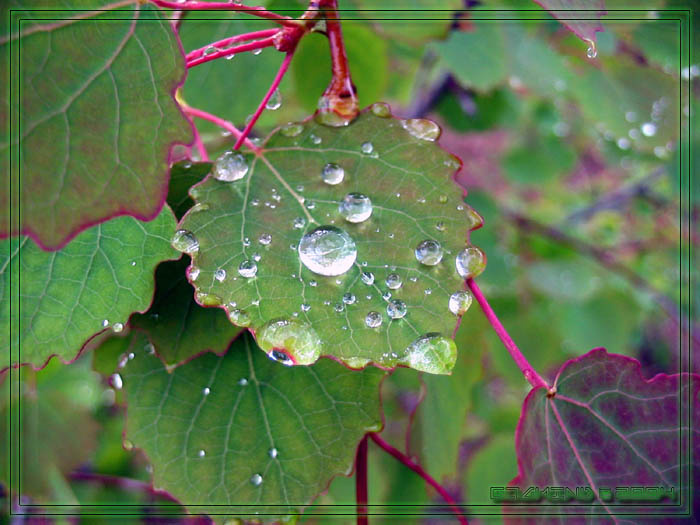 Raindrops Макро, капли, листья, вода