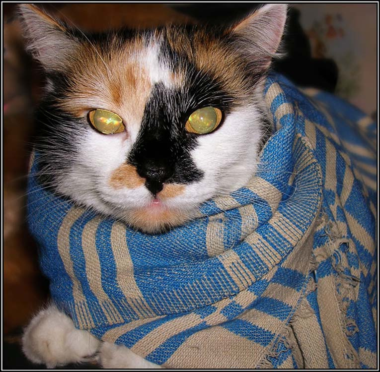 ЗиМоВкА 