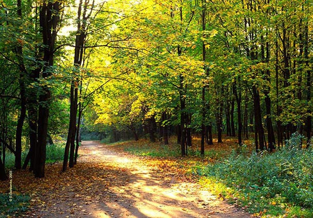 осенний парк осень солнце парк