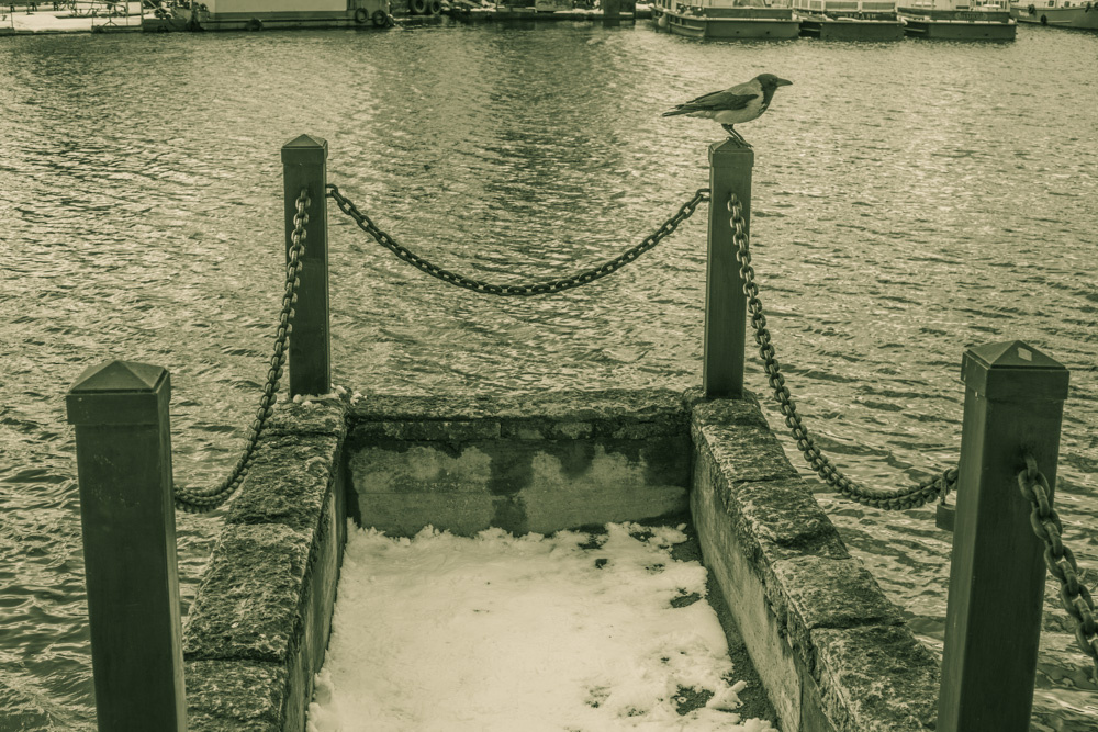 Quoth the Raven “Nevermore” ворона