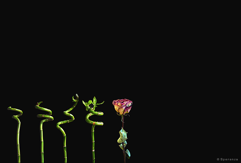 Metamorphosis метаморфозы