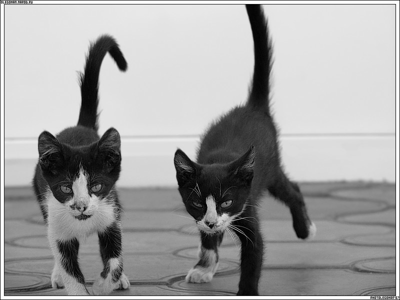 шпАнаА кОты