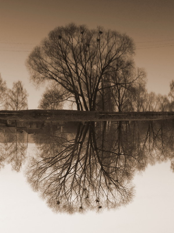 Отражение дерево вода отражение