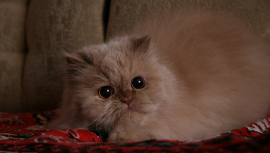 Кот с большими глазами кот