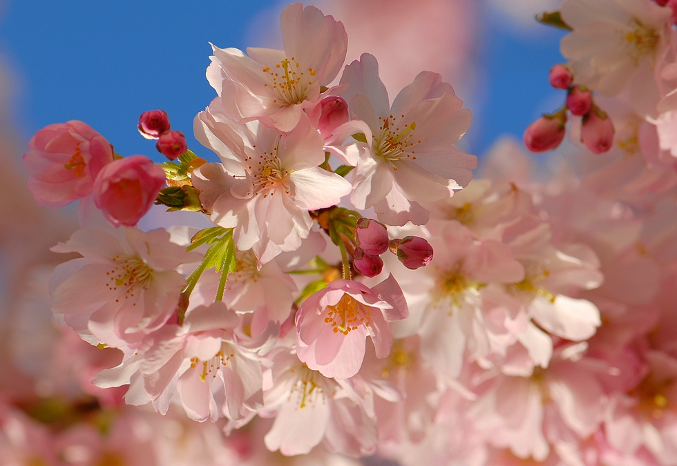 На закате розовые деревья prunus март цветы веточка весна
