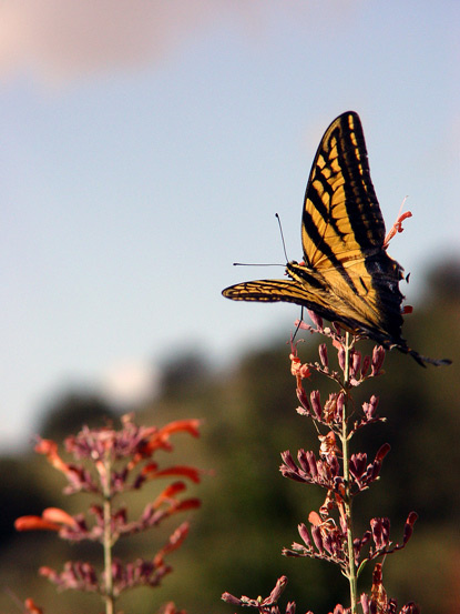 butterfly butterfly