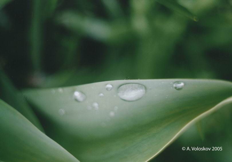 Raindrops Raindrops