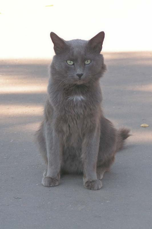 Уставший от ласки Кот