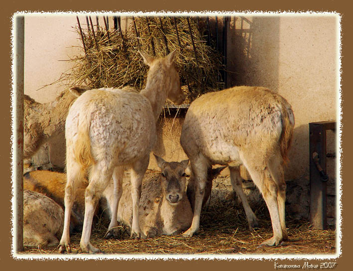 бэмби олени, бэмби, зоопарк, зима,