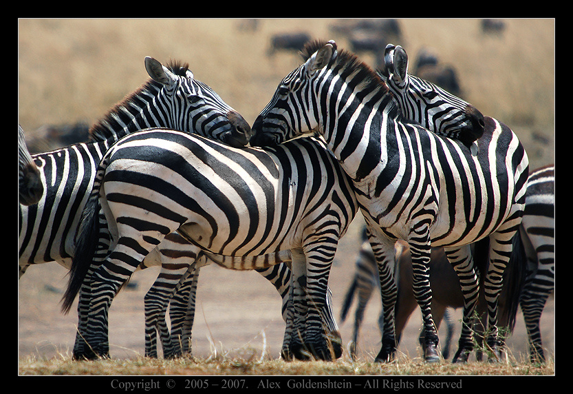 Striped twine. Африка, Кения, Масай-Мара зебры