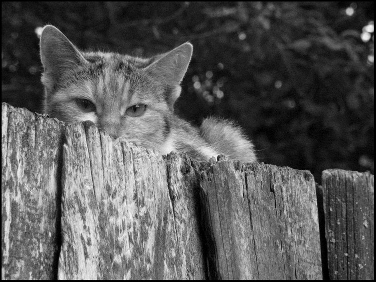 ты кто? кот, забор